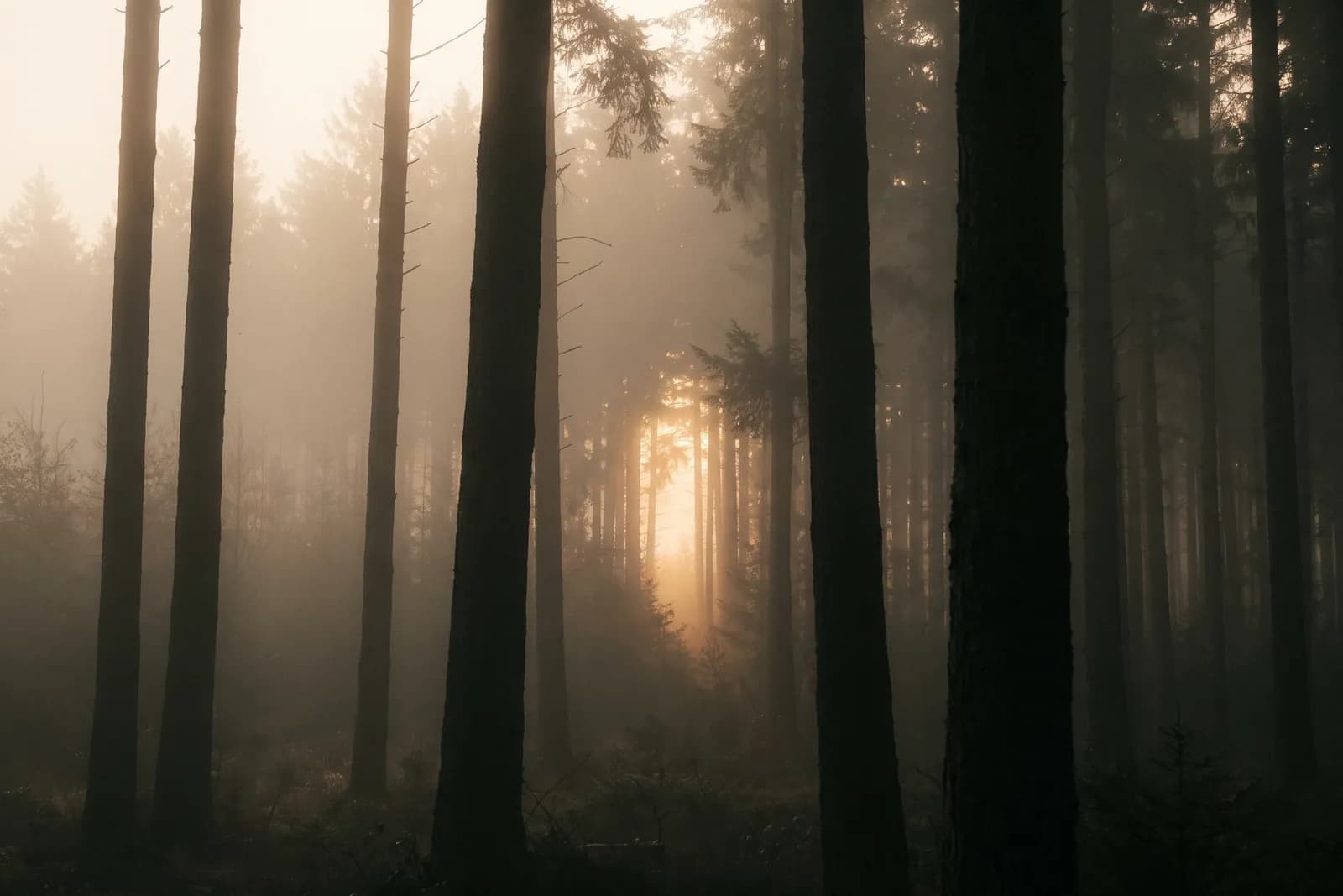 Niebla entre árboles con una luz cálida abriéndose al fondo
